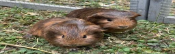 Guinea Pig rodents for sale: Bonded male guinea pigs  - Advert 3
