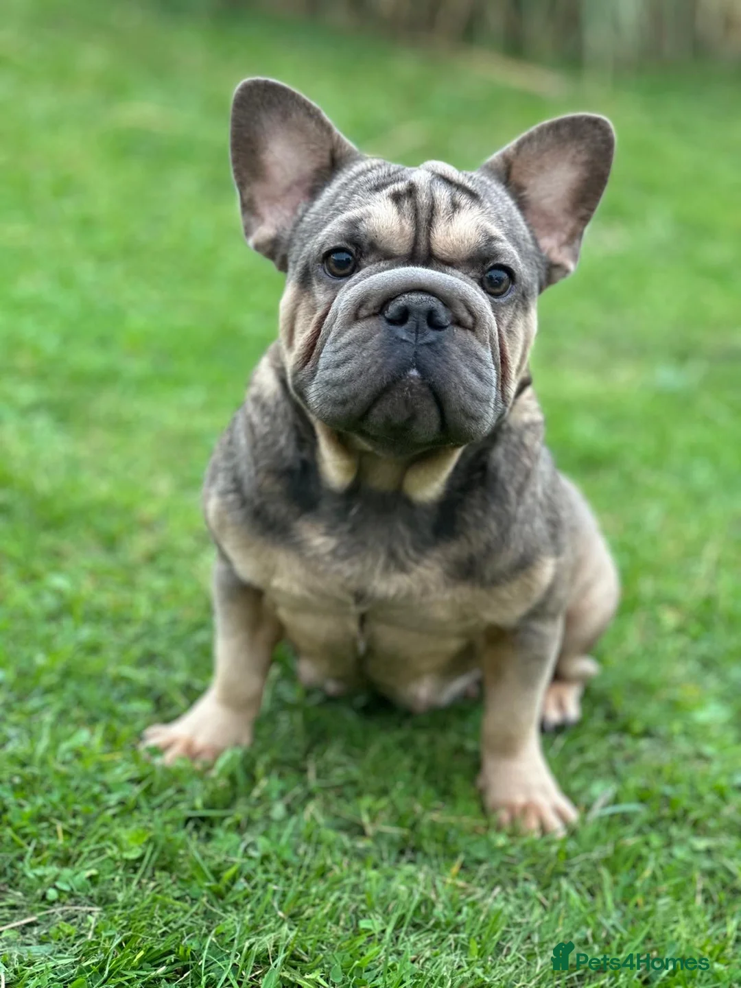 Mixed Breed dogs for sale: Meet the Frockers !!  - Advert 9