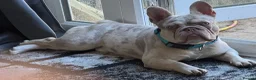 French Bulldog dogs for sale: Buddy 8month old in Bradford - Advert 5
