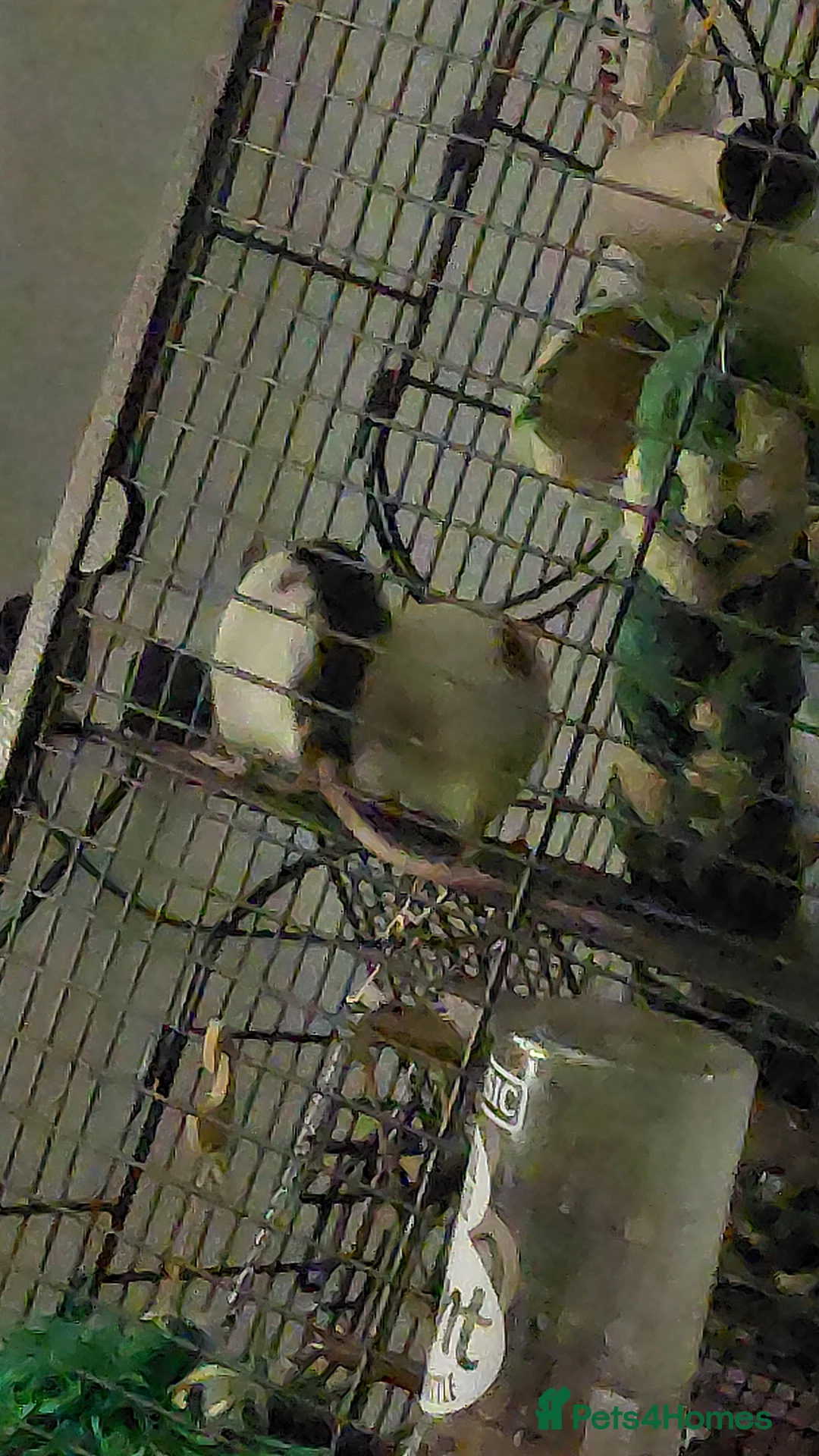 Rat rodents for sale: 2 beautiful female rats  - Advert 2