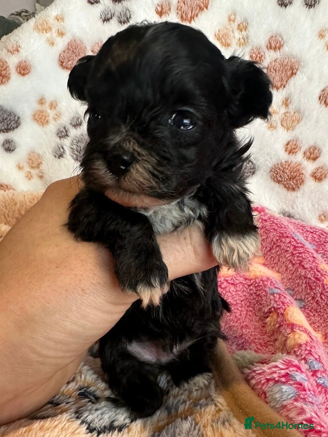 Maltipoo dogs for sale: F1 Toy Maltipoos - Image 23