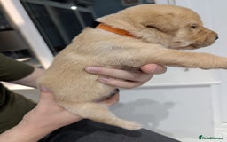 Labrador Retriever dogs for sale: Beautiful Labrador puppys  - Image 16