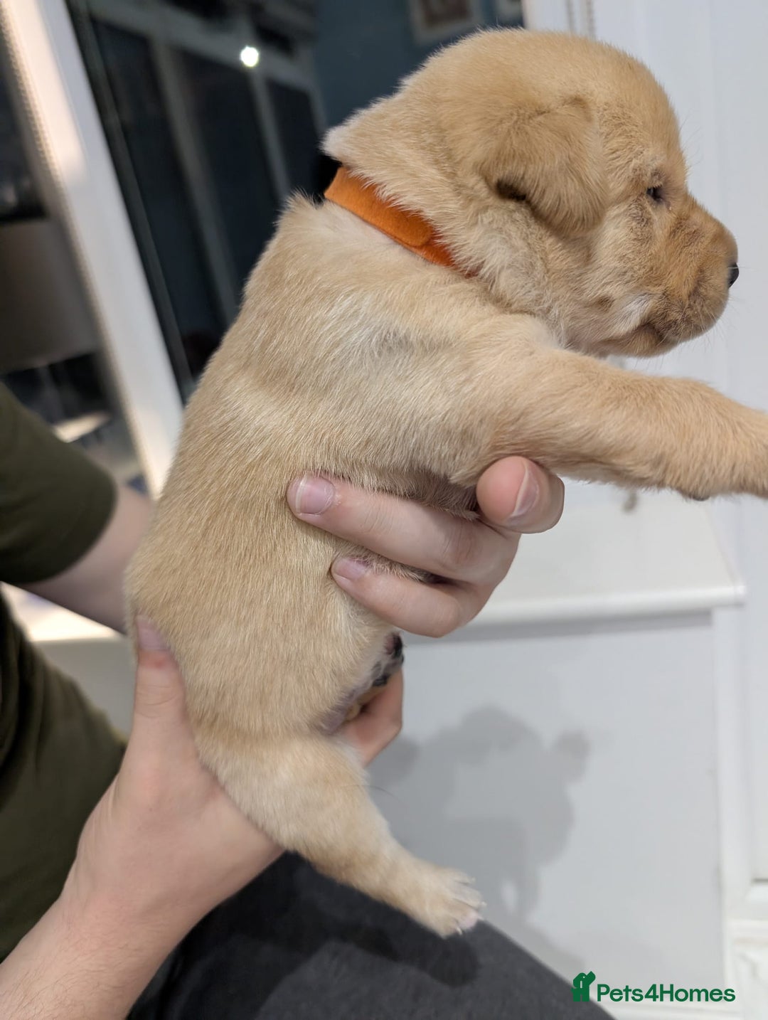 Labrador Retriever dogs for sale: Beautiful Labrador puppys  - Image 16