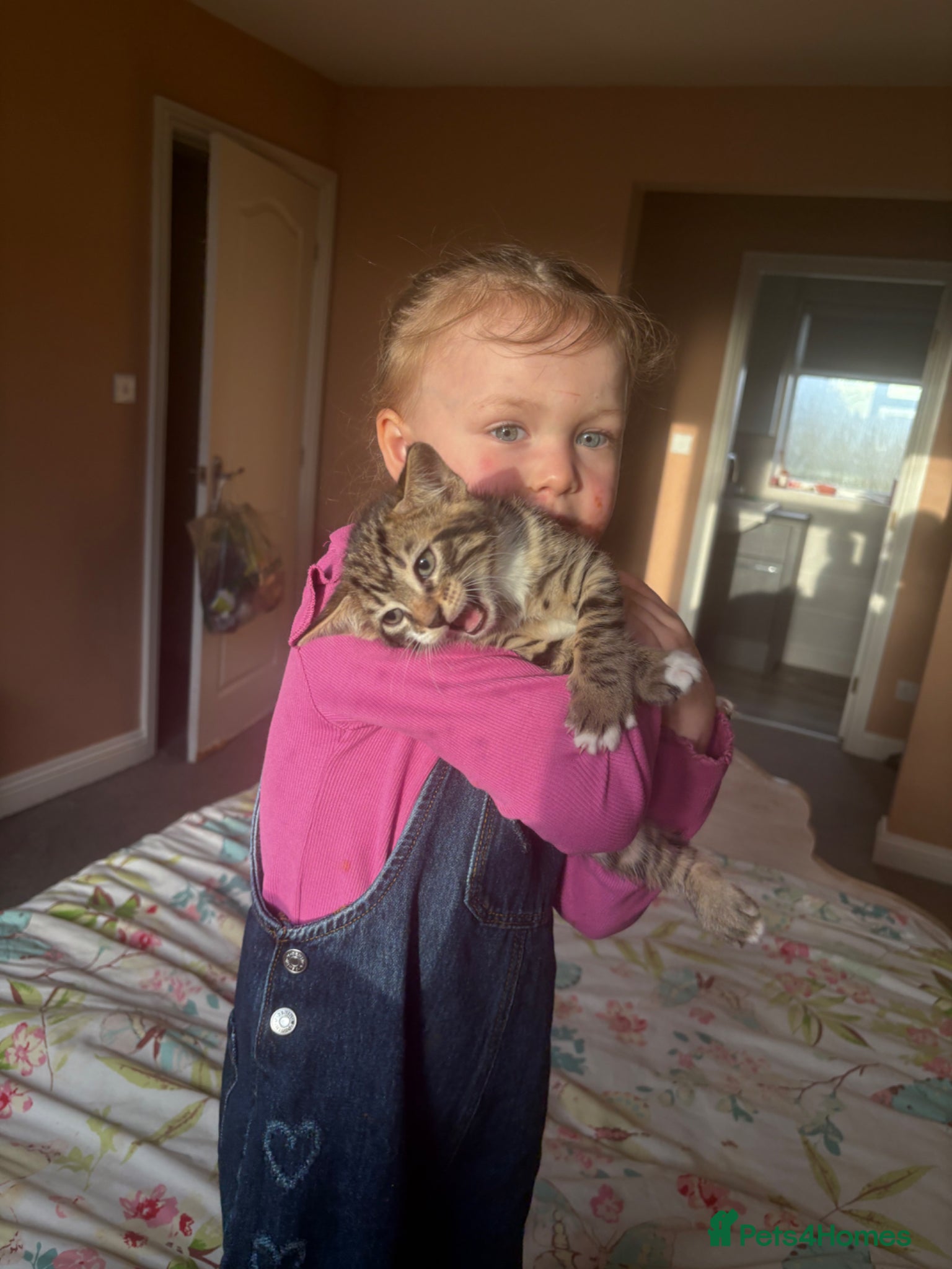 Mixed Breed cats for sale: Father and Son in Boston - Advert 6
