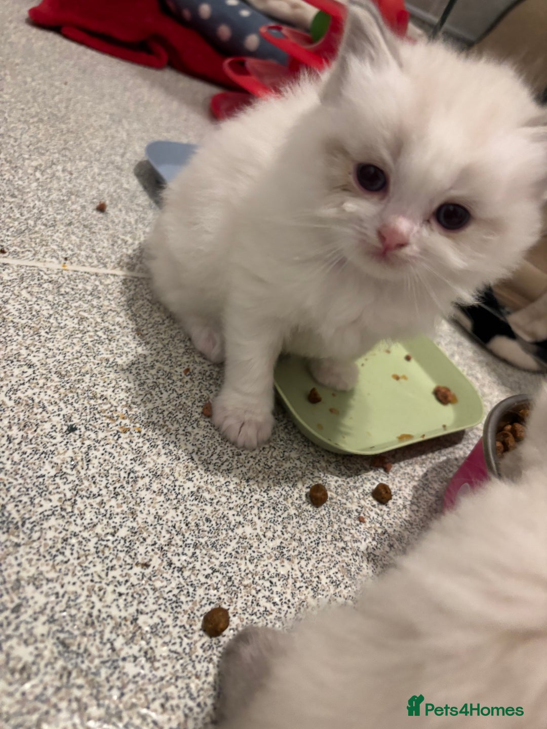 Ragdoll cats for sale: Gorgeous Ragdoll Kittens - Image 3