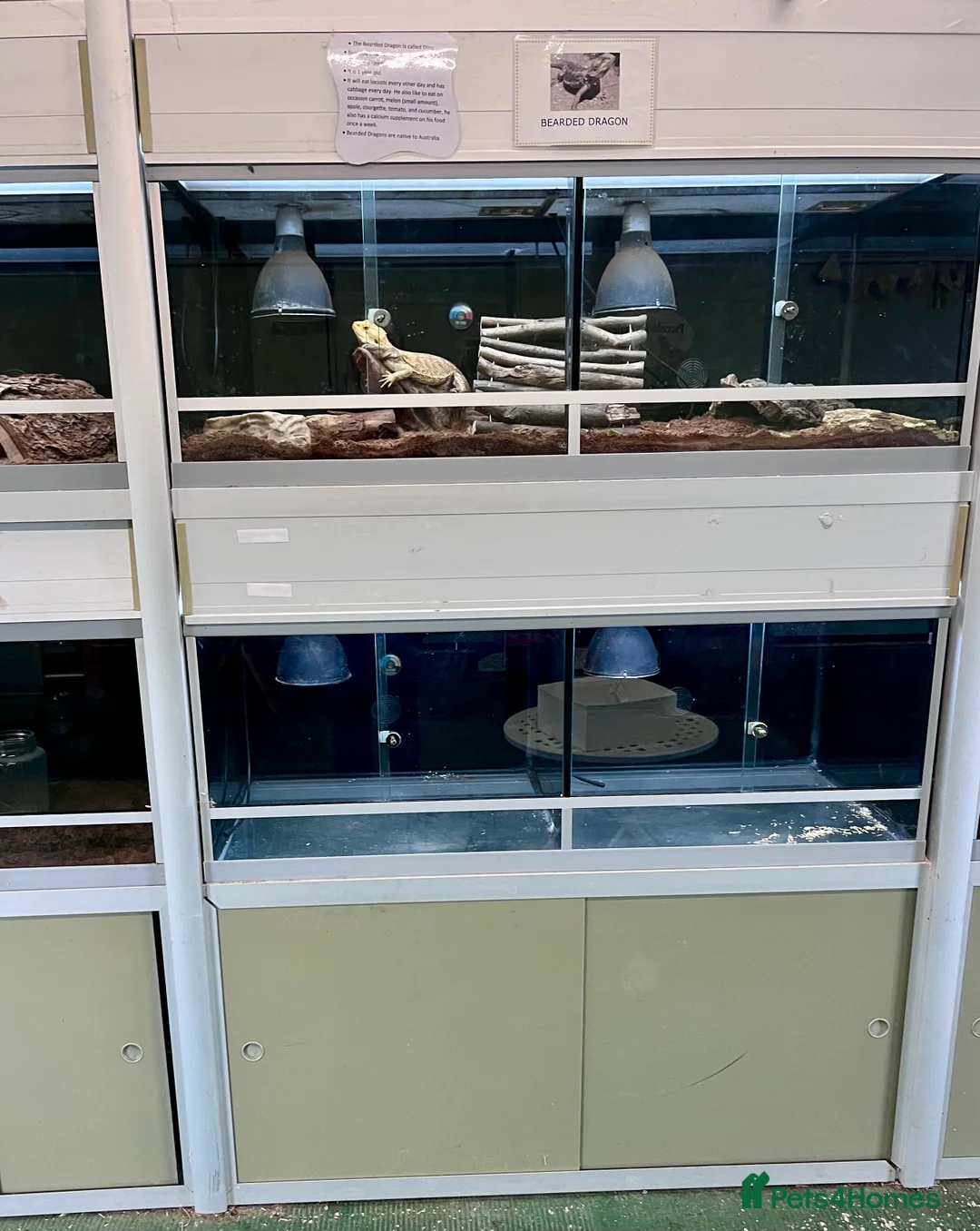 Bearded Dragon reptiles for sale: Male adult bearded dragon for sale in Martock - Advert 5