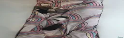 Mixed Breed rabbits for sale: 7 baby rabbits  - Advert 1