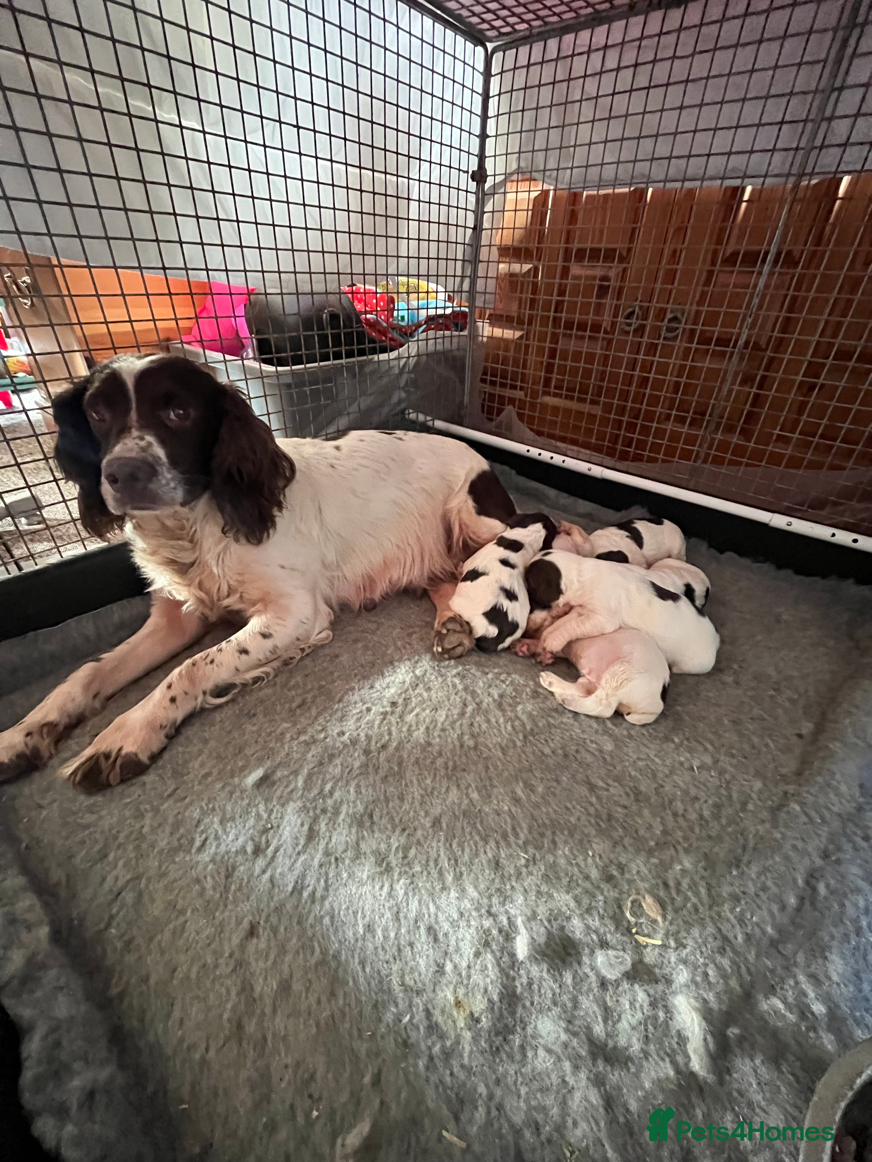 English Springer Spaniel dogs KC registered Traditional English Springer Spaniel - Advert 1