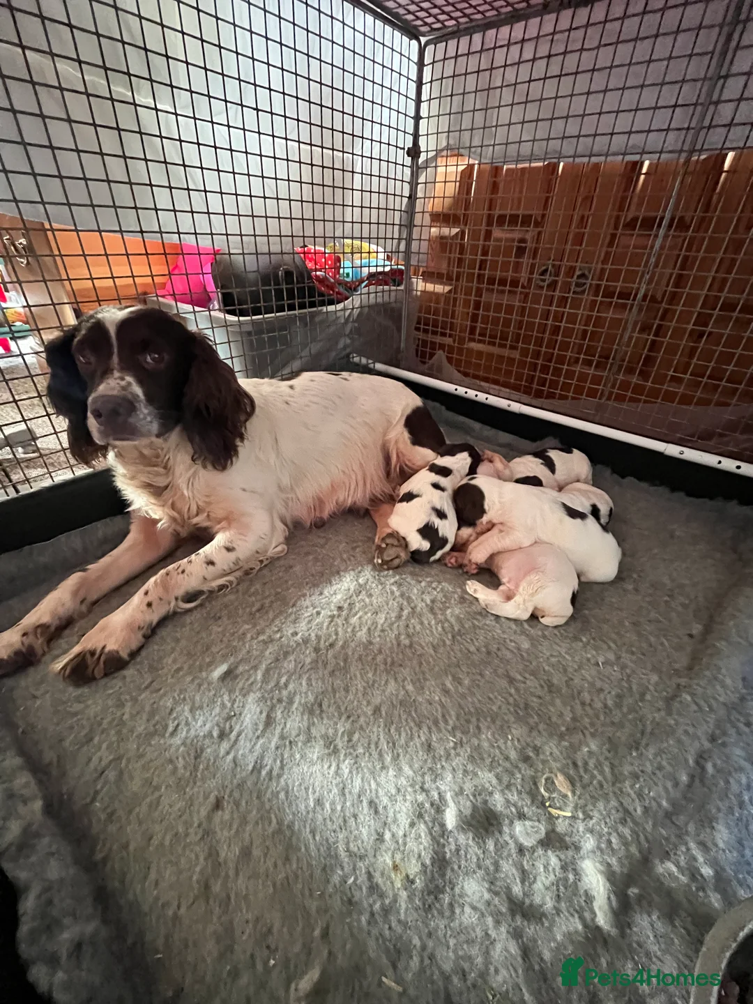 English Springer Spaniel dogs for sale: KC registered Traditional English Springer Spaniel - Advert 1