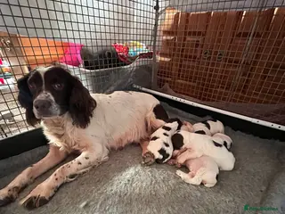 English Springer Spaniel dogs KC registered Traditional English Springer Spaniel - Advert 1