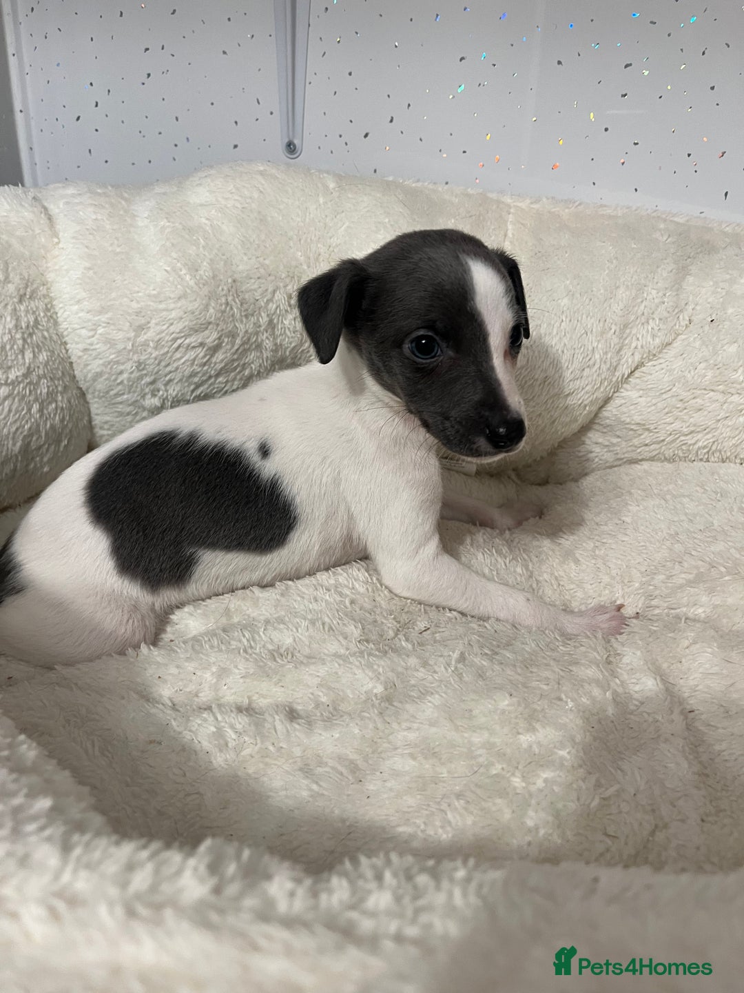 Whippet dogs for sale: Whippet  - Advert 4