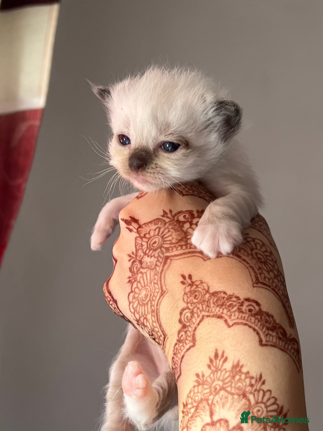 Ragdoll cats for sale: Ragdoll kittens - Image 6