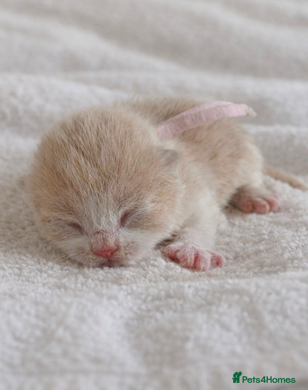 British Shorthair cats 🌟Exceptional quality British shorthair kittens🌟  - Advert 2