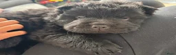Chow Chow dogs for sale:  3 Black Female Chow Chow Puppies Available  - Advert 13