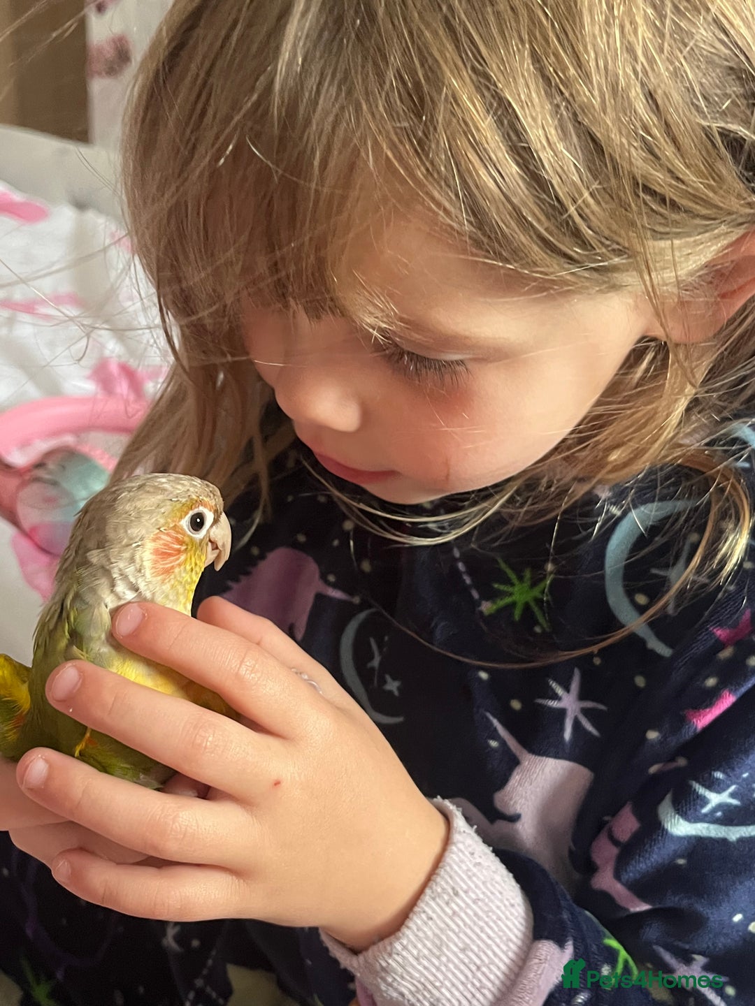 Conures birds for sale: I have two bonded pair, Conures - Image 3