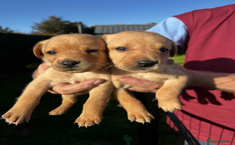 Labrador Retriever dogs - Advert 9