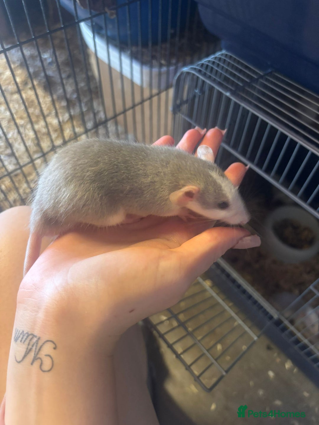Rat rodents for sale: Babies rats, rex, dumbos and fancy - Image 10