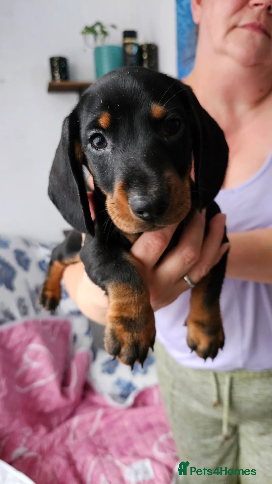 Dachshund dogs for sale: Ready Now ! KC Standard Dachshund puppies!  - Advert 8