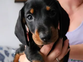 Dachshund dogs Last 2 !!!🐶 KC Standard Dachshund puppies! !!! - Advert 17