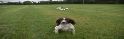 English Springer Spaniel dogs for sale: Working English springer spaniels  - Advert 14