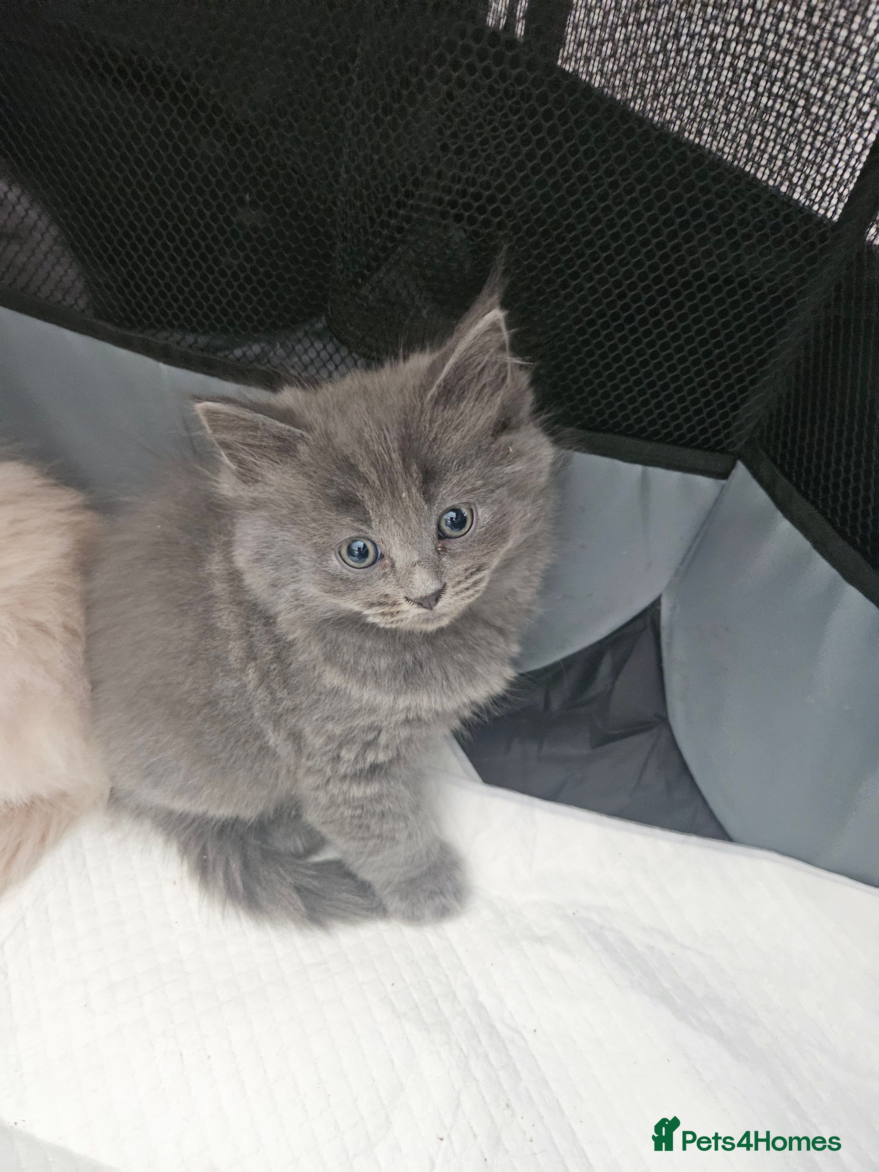 Mixed Breed cats Fluffy kittens Mix ragdoll and Norwegian forest  - Advert 1