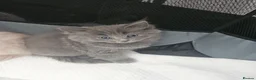 Mixed Breed cats for sale: Fluffy kittens Mix ragdoll and Norwegian forest  - Advert 1