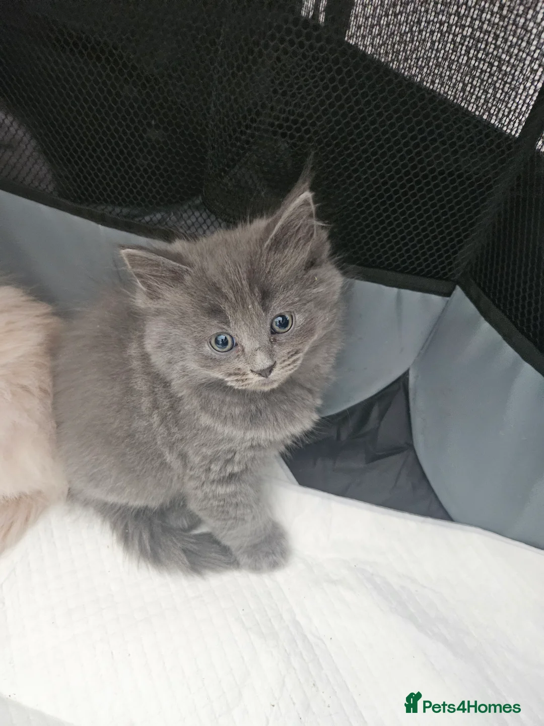 Mixed Breed cats for sale: Fluffy kittens Mix ragdoll and Norwegian forest  - Advert 1