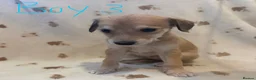 Mixed Breed dogs for sale: BEDLINGTON WHIPPET  - Advert 7