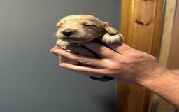 Cocker Spaniel dogs for sale: Kennel Club reg’d Cocker Puppies - Image 10