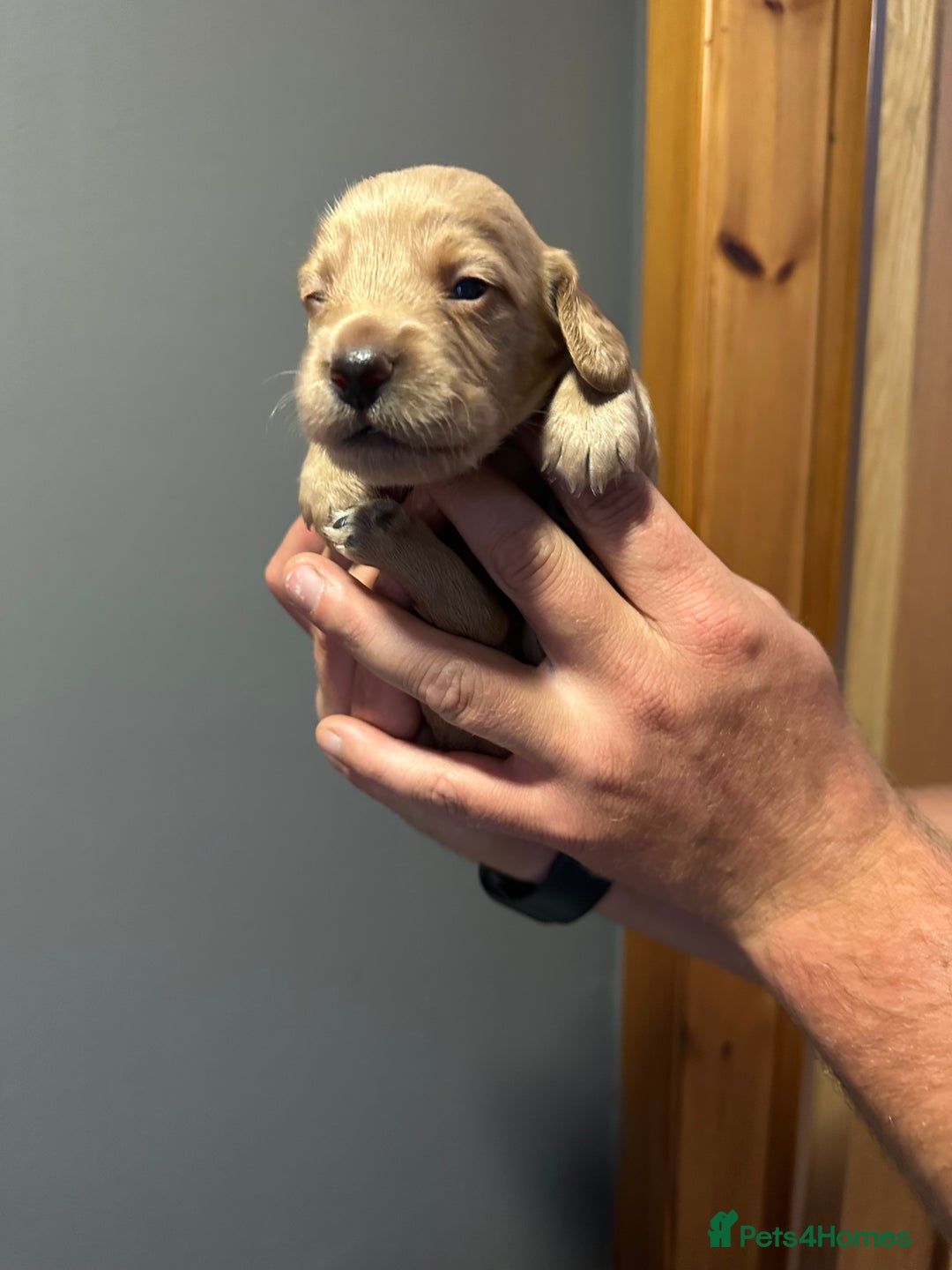 Cocker Spaniel dogs for sale: Kennel Club reg’d Cocker Puppies - Image 10