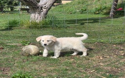 German Shepherd dogs for sale: Quality KC Reg Long Coat German Shepherd Pups  - Image 7
