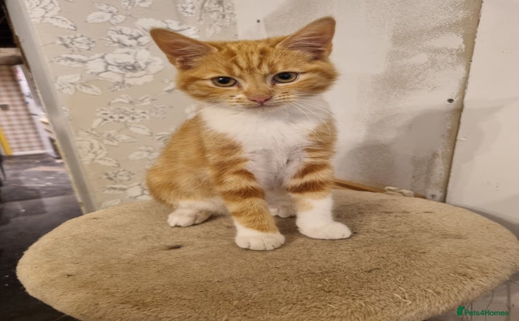 RagaMuffin cats - Advert 2