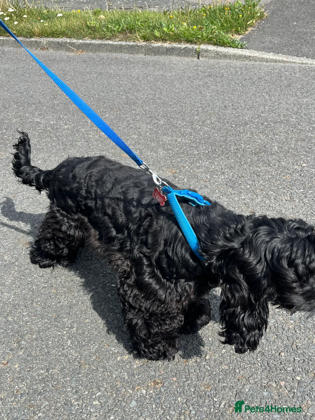 Cocker Spaniel dogs for stud: Show type cocker spaniel in Steyning - Advert 3