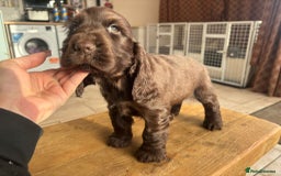 Cocker Spaniel dogs for sale: Show quality pups available  - Image 4