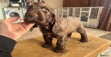 Cocker Spaniel dogs - Advert 4