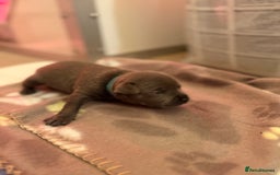 Staffordshire Bull Terrier dogs for sale: 🏆4 multi int champion Zeus Kante Pups for sale 🏆 - Image 9