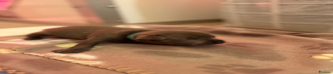 Staffordshire Bull Terrier Puppy 3