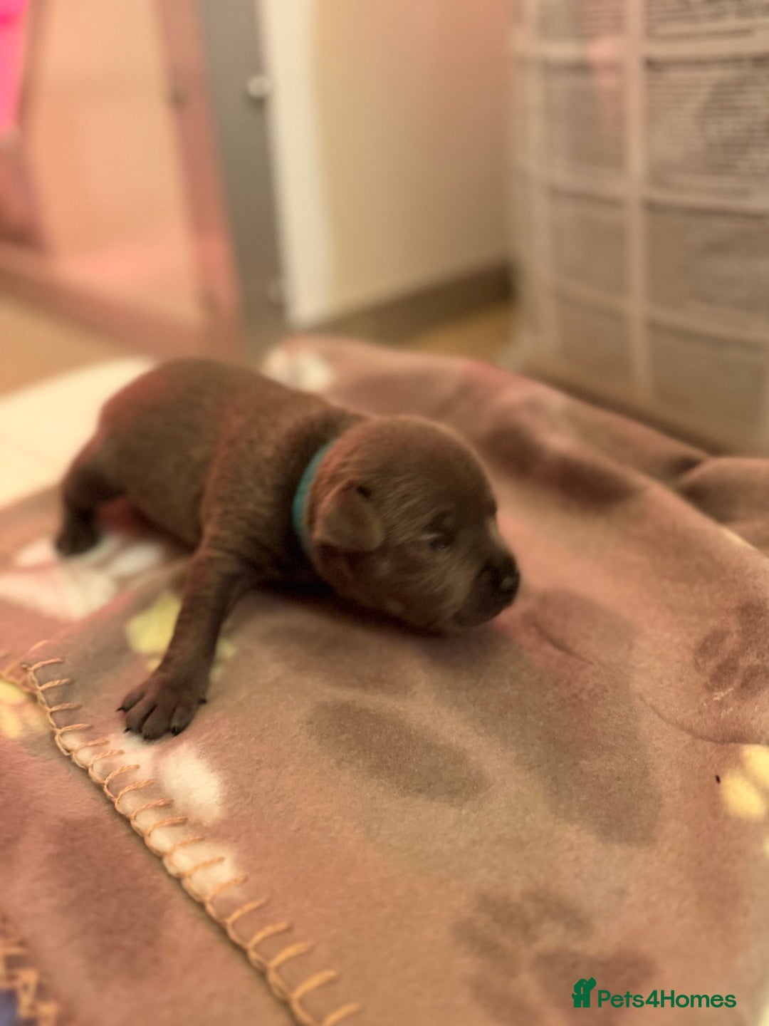 Staffordshire Bull Terrier dogs for sale: 🏆4 multi int champion Zeus Kante Pups for sale 🏆 - Image 9