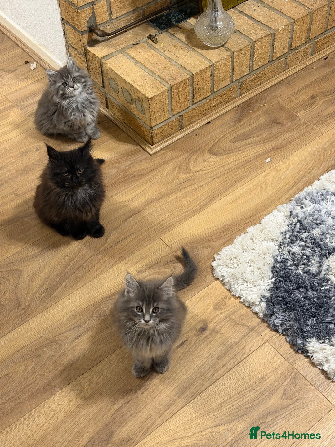 Maine Coon cats for sale: Maine Coon - Advert 13