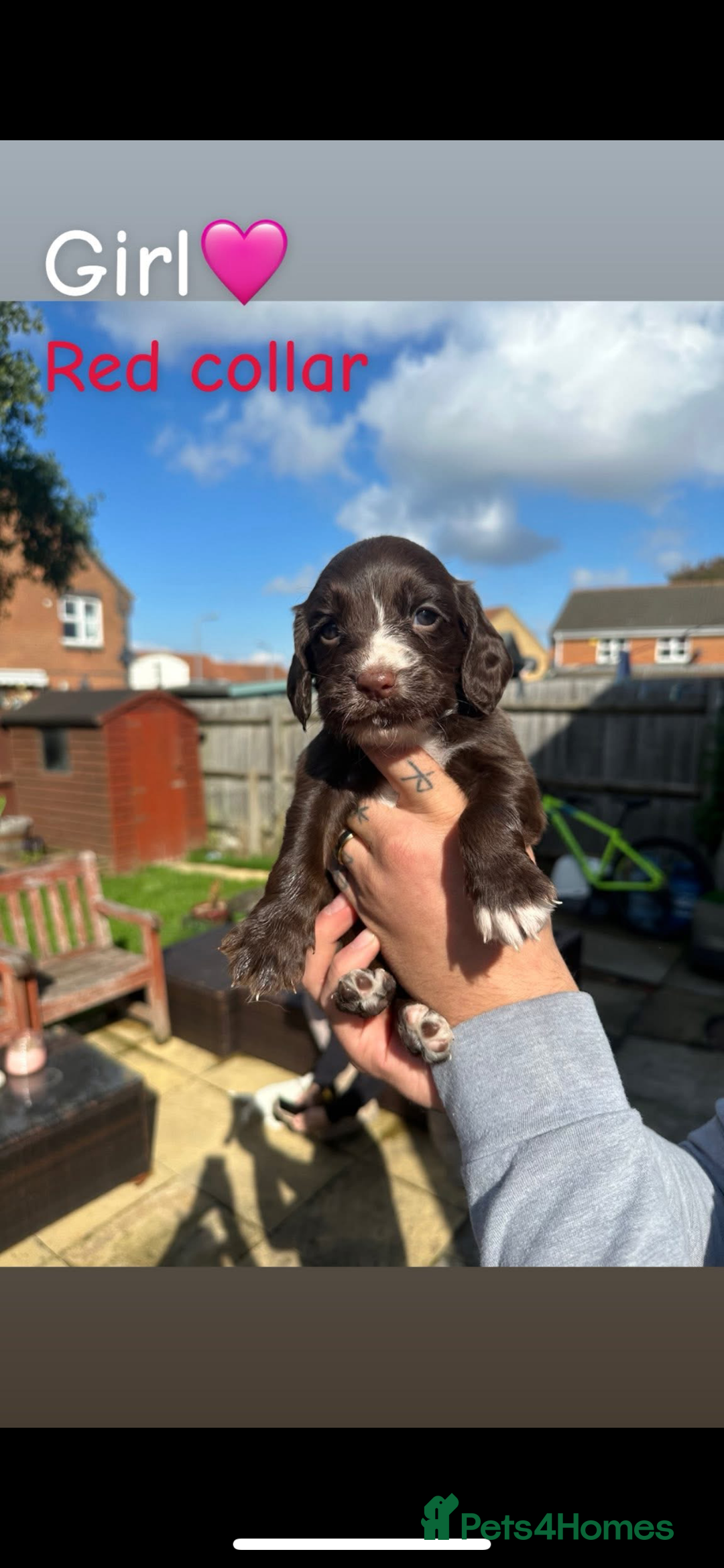 Cocker Spaniel dogs for sale: Cocker Spaniel Puppies ready 22nd October  - Image 4