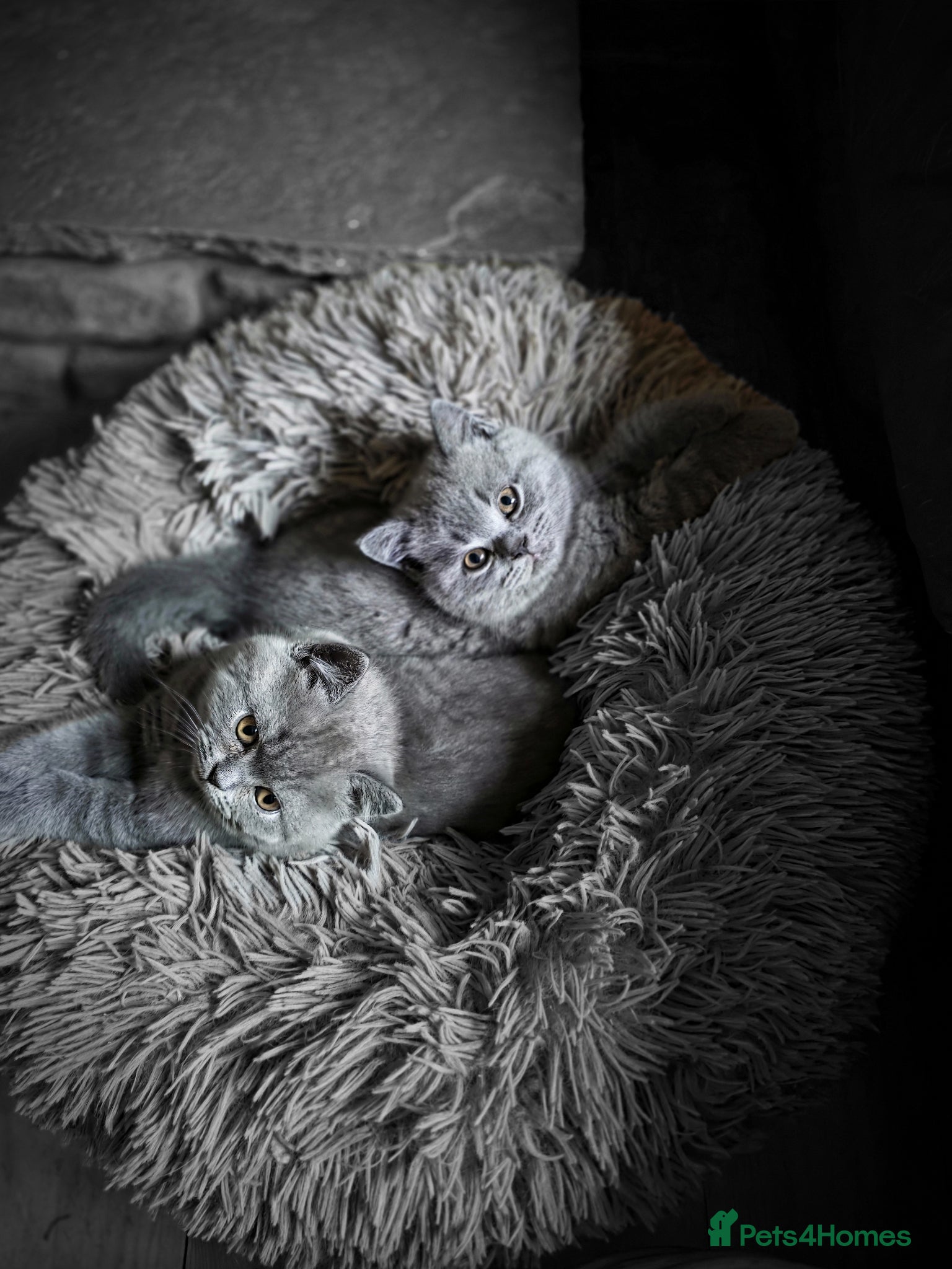 British Shorthair cats STUNNING BRITISH SHORTHAIR GCCF REGISTERED KITTENS - Advert 14