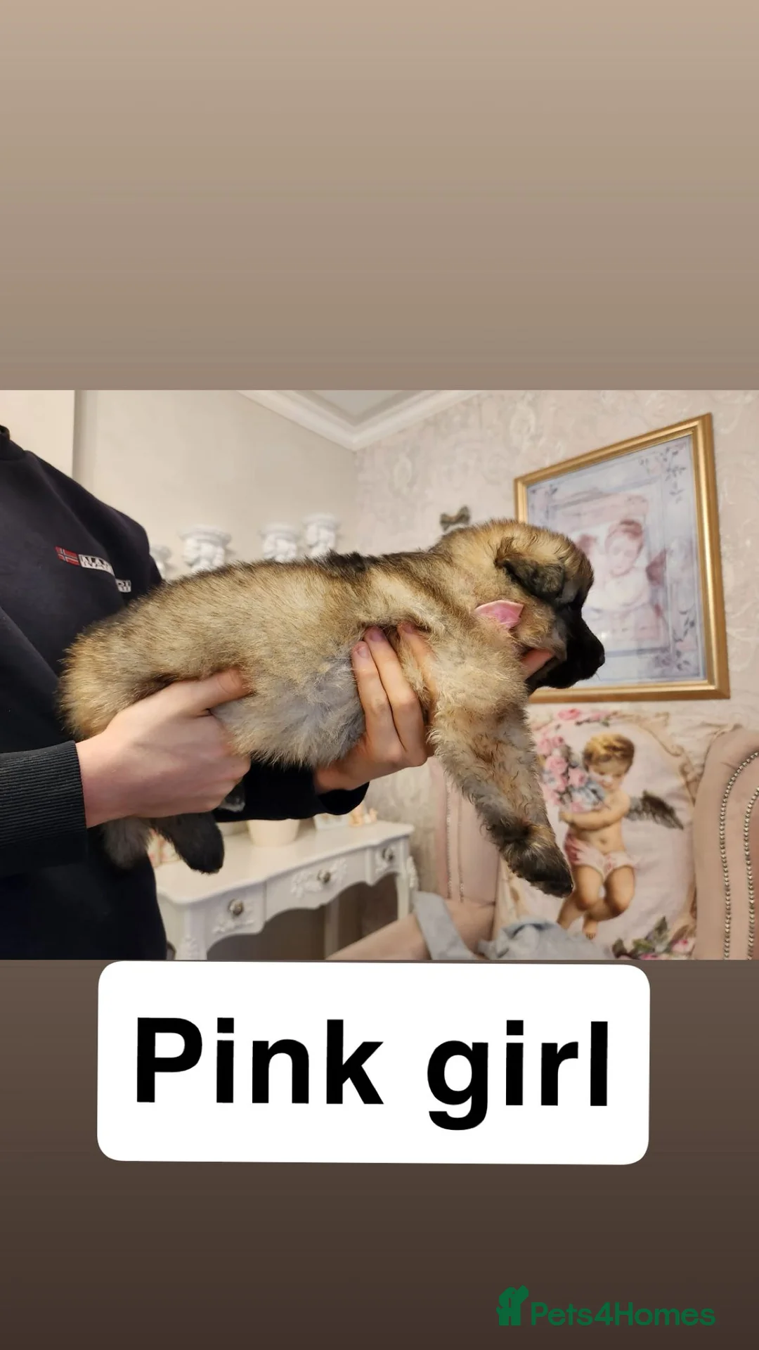 German Shepherd dogs for sale: Medium haired German shepherd pups  - Advert 2