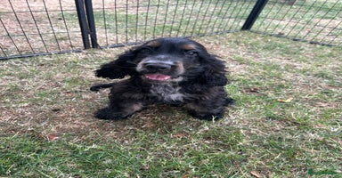Cocker Spaniel dogs - Advert 2