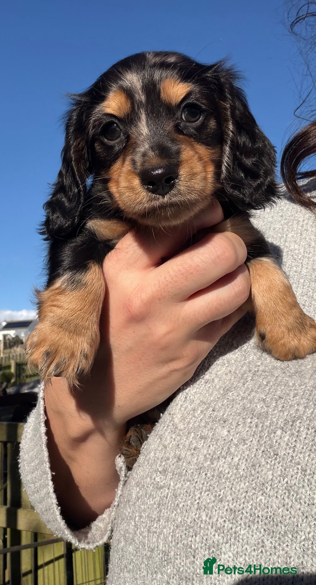 Miniature Dachshund dogs for sale: Beautiful KC silver dapple longhair miniature girl - Advert 3
