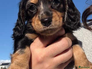 Miniature Dachshund dogs Gorgeous KC longhair miniature dachshund puppies - Advert 2