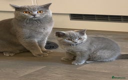 British Shorthair cats for sale: 🐾💙 Beautiful Blue British Shorthair Queen 💙🐾 - Image 9