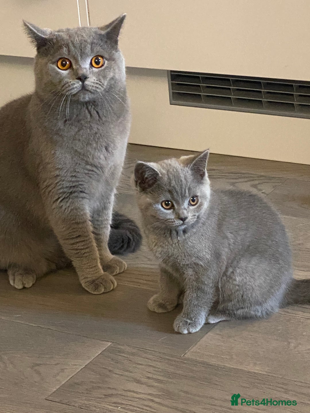 British Shorthair cats for sale: 🐾💙 Beautiful Blue British Shorthair Queen 💙🐾 - Image 9