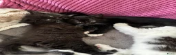 British Shorthair cats for sale: 2 lovely British short hair kittens - Advert 21