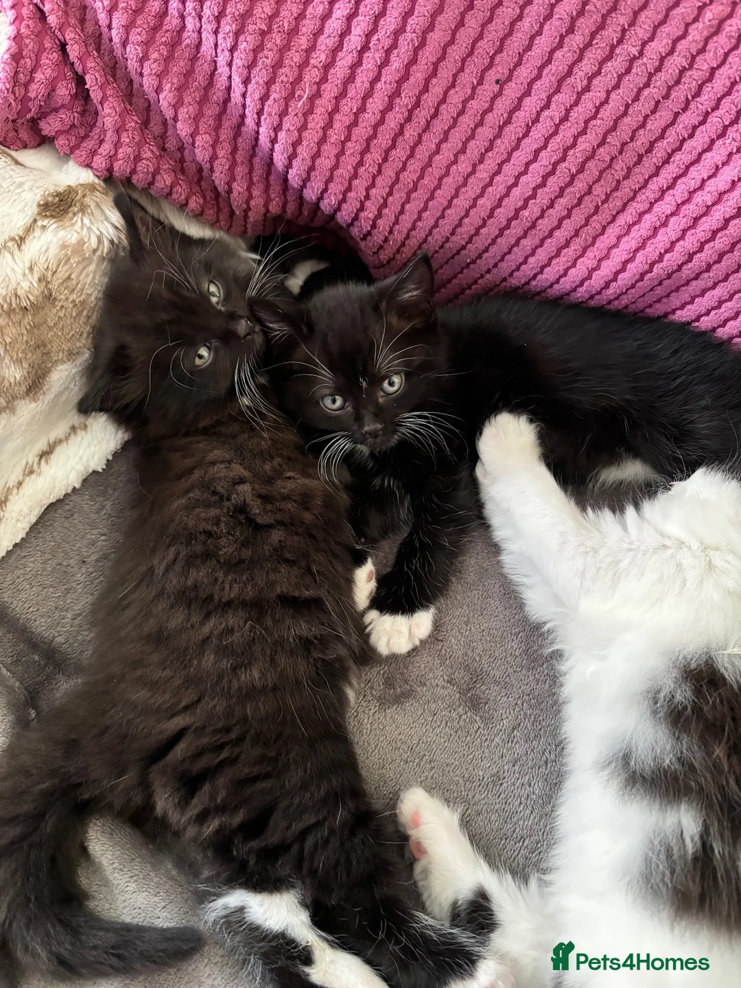 British Shorthair cats for sale: 2 lovely British short hair kittens - Advert 21