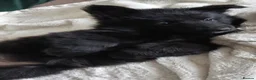 German Shepherd dogs for stud: *Proven* Black German Shepherd Dog Male at Stud  - Advert 32